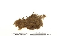 藏品(絨蘚)的圖片